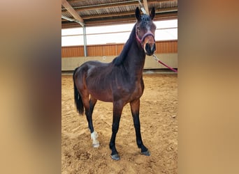 Bayerisches warmbloed, Hengst, 3 Jaar, 160 cm, Bruin