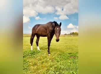 Bayerisches warmbloed, Hengst, 3 Jaar, 165 cm, Bruin