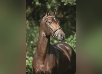 Bayerisches warmbloed, Hengst, 21 Jaar, 170 cm, Bruin