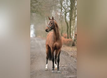 Bayerisches warmbloed, Hengst, 14 Jaar, 171 cm, Bruin