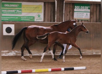 Bayerisches warmbloed, Hengst, Veulen (04/2025), 168 cm, Bruin