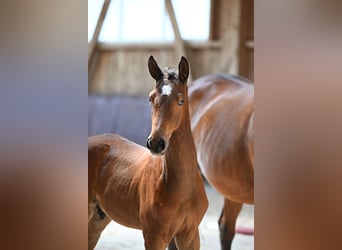 Bayerisches warmbloed, Hengst, veulen (06/2024), 170 cm, Bruin