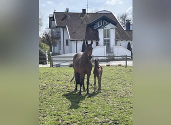 Bayerisches warmbloed, Merrie, 10 Jaar, 165 cm, Brauner