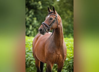 Bayerisches warmbloed, Merrie, 10 Jaar, 168 cm, Donkerbruin