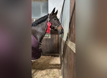 Bayerisches warmbloed, Merrie, 11 Jaar, 165 cm, Bruin