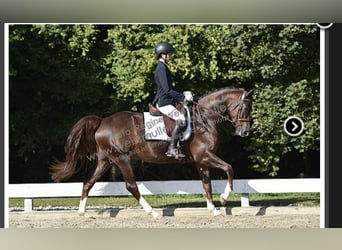 Bayerisches warmbloed, Merrie, 11 Jaar, 165 cm, Donkere-vos