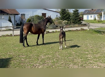 Bayerisches warmbloed, Merrie, 11 Jaar, 166 cm, Bruin
