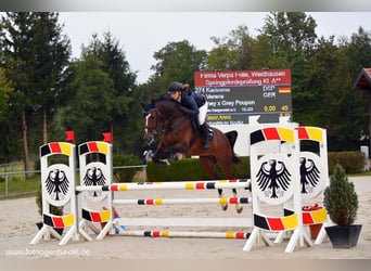 Bayerisches warmbloed, Merrie, 11 Jaar, 167 cm, Bruin
