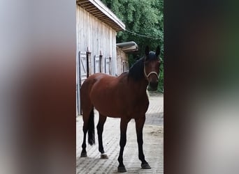 Bayerisches warmbloed, Merrie, 12 Jaar, 167 cm, Donkerbruin