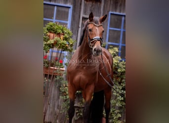 Bayerisches Warmblut, Stute, 12 Jahre, 168 cm, Brauner