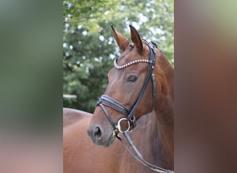 Bayerisches warmbloed, Merrie, 12 Jaar, 171 cm, Donkerbruin