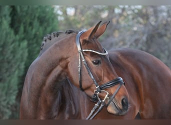 Bayerisches warmbloed, Merrie, 12 Jaar, 171 cm, Donkerbruin