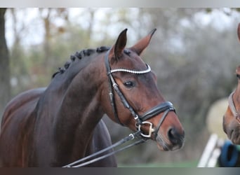 Bayerisches warmbloed, Merrie, 12 Jaar, 171 cm, Donkerbruin