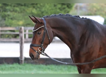 Bayerisches warmbloed, Merrie, 12 Jaar, 171 cm, Donkerbruin