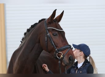 Bayerisches warmbloed, Merrie, 12 Jaar, 171 cm, Donkerbruin