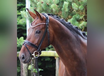 Bayerisches warmbloed, Merrie, 12 Jaar, 171 cm, Donkerbruin