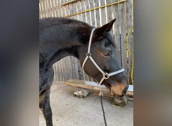 Bayerisches warmbloed, Merrie, 12 Jaar, 172 cm, Zwartbruin