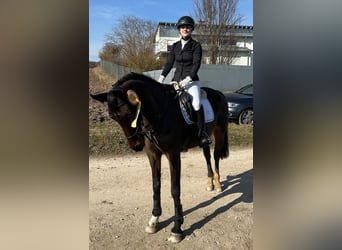 Bayerisches warmbloed, Merrie, 12 Jaar, Bruin