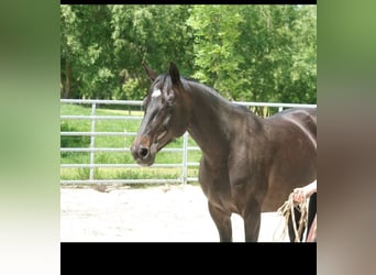 Bayerisches warmbloed, Merrie, 13 Jaar, 158 cm, Donkerbruin