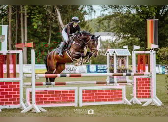 Bayerisches warmbloed, Merrie, 13 Jaar, 164 cm, Donkerbruin