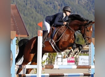 Bayerisches warmbloed, Merrie, 13 Jaar, 167 cm, Bruin