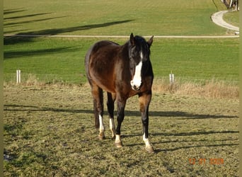 Bayerisches warmbloed, Merrie, 13 Jaar, 169 cm, Donkerbruin