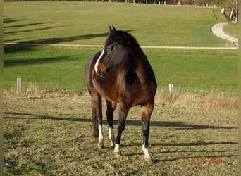 Bayerisches warmbloed, Merrie, 13 Jaar, 169 cm, Donkerbruin