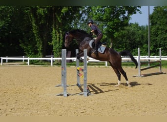 Bayerisches warmbloed, Merrie, 13 Jaar, 169 cm, Donkerbruin