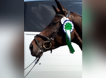 Bayerisches warmbloed, Merrie, 13 Jaar, 170 cm, Donkerbruin