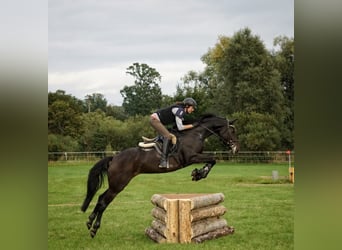 Bayerisches warmbloed, Merrie, 13 Jaar, 170 cm, Donkerbruin