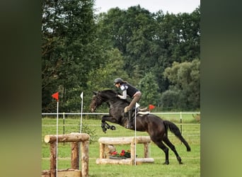 Bayerisches warmbloed, Merrie, 13 Jaar, 170 cm, Donkerbruin