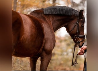 Bayerisches warmbloed, Merrie, 13 Jaar, 171 cm, Bruin