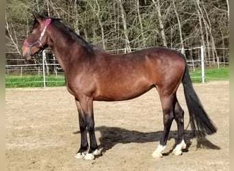 Bayerisches warmbloed, Merrie, 13 Jaar, 172 cm, Donkerbruin