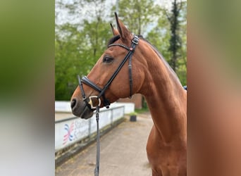 Bayerisches warmbloed, Merrie, 13 Jaar, 174 cm, Bruin