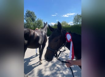 Bayerisches warmbloed, Merrie, 13 Jaar, 175 cm, Zwart