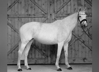 Bayerisches warmbloed, Merrie, 14 Jaar, 160 cm, Appelschimmel