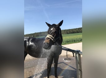 Bayerisches warmbloed, Merrie, 14 Jaar, 163 cm, Donkerbruin