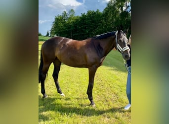 Bayerisches warmbloed, Merrie, 14 Jaar, 164 cm, Zwartbruin