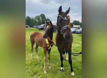 Bayerisches warmbloed, Merrie, 14 Jaar, 165 cm, Donkerbruin