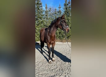 Bayerisches warmbloed, Merrie, 14 Jaar, 165 cm, Donkerbruin