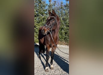 Bayerisches warmbloed, Merrie, 14 Jaar, 165 cm, Donkerbruin