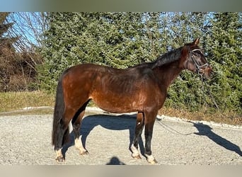 Bayerisches warmbloed, Merrie, 14 Jaar, 165 cm, Donkerbruin