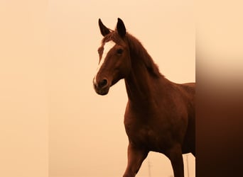 Bayerisches warmbloed, Merrie, 14 Jaar, 165 cm, Vos