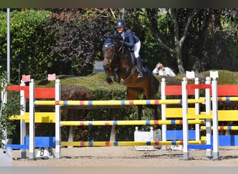 Bayerisches warmbloed, Merrie, 14 Jaar, 166 cm, Donkerbruin