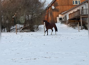 Bayerisches warmbloed, Merrie, 14 Jaar, 168 cm, Bruin