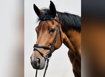 Bayerisches warmbloed, Merrie, 14 Jaar, 168 cm, Bruin