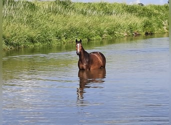 Bayerisches warmbloed, Merrie, 14 Jaar, 168 cm, Donkerbruin