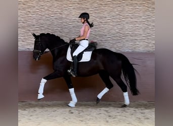 Bayerisches warmbloed, Merrie, 14 Jaar, 168 cm, Zwart