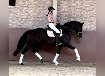 Bayerisches warmbloed, Merrie, 14 Jaar, 168 cm, Zwart