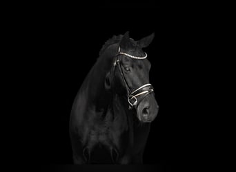 Bayerisches warmbloed, Merrie, 14 Jaar, 168 cm, Zwart